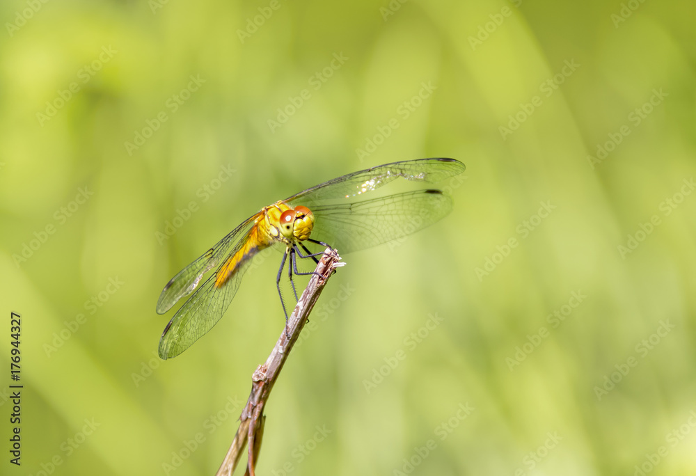 resting dragonfly resting dragonfly