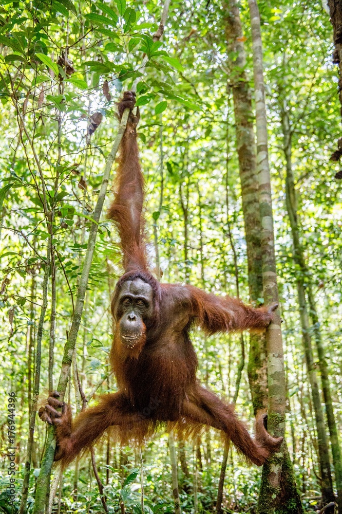 Young Male Of Bornean Orangutan On The Tree In A Natural Habitat young-male-of-bornean-orangutan-on-the-tree-in-a-natural-habitat