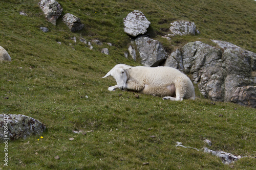Liegendes Schaf im Schottischen Hochland