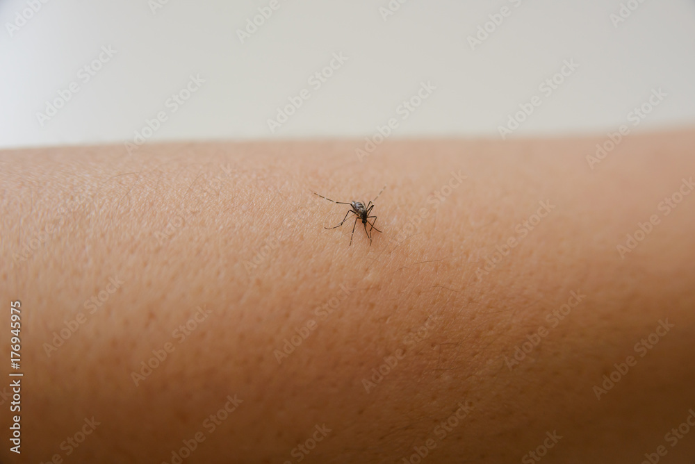 common house mosquito sucking human blood common house mosquito sucking human blood