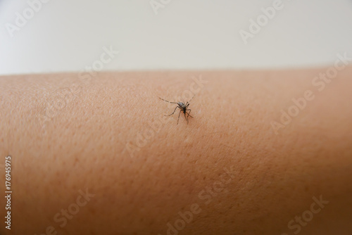 common house mosquito sucking human blood © bigy9950