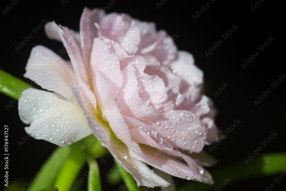 Fototapeta premium Pink flower on nature background, Common Purslane.