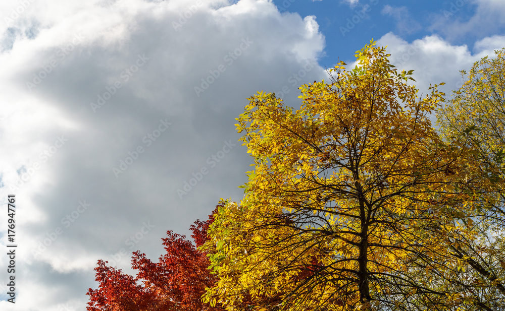 Natural autumn orange and yellow leaves and blue cloudy sky.
