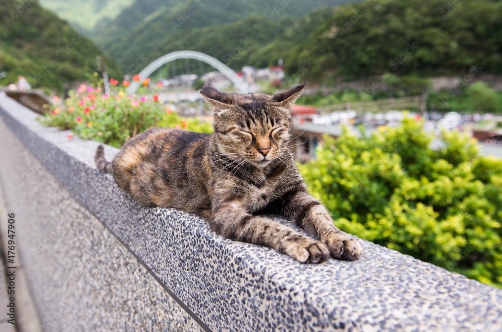 Fototapeta premium Brown cat at Houtong Cat Village,Ruifang district ,New Taipei ,Taiwan