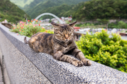 Brown cat at Houtong Cat Village,Ruifang district ,New Taipei ,Taiwan photo