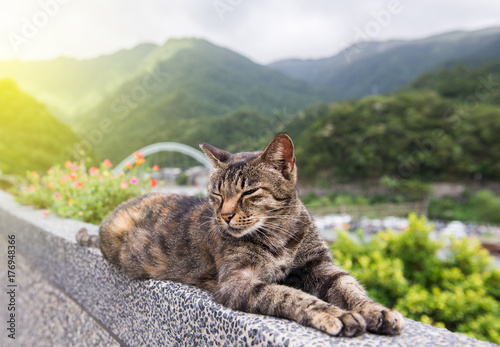 Brown cat at Houtong Cat Village,Ruifang district ,New Taipei ,Taiwan