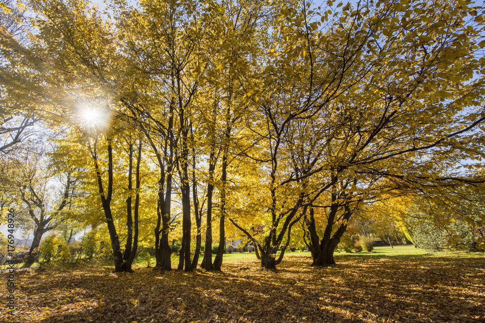Fototapeta premium Autumn trees