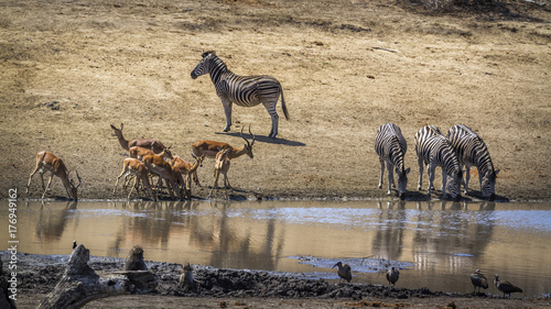 Plains zebra and common impala in Kruger National park  South Africa