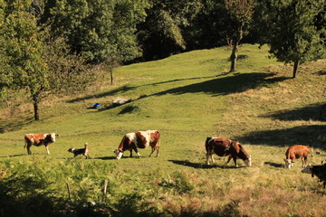Crédence de cuisine  Almwirtschaft in den italienischen Alpen oberhalb vom Comer See  © holger.l.berlin