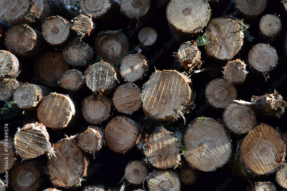 tas de bois, grumes, bois de charpente, soleil sur troncs d'arbre tas de bois, grumes, bois de charpente, soleil sur troncs d'arbre