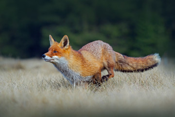 Wandcirkels Vos Rennende rode vos door grasveld  © ondrejprosicky