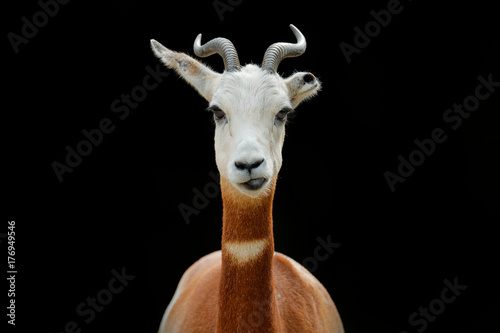 Dama gazelle, addra gazelle, or mhorr gazelle, Nanger dama, detail portrait with horn. Animal from Africa. Close-up portrait of face. of gazelle. Wildlife scene from nature, Niger, Chad and Sudan.