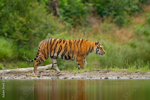 Amur tiger walking in river water. Danger animal, tajga, Russia. Animal in green forest stream. Grey stone, river droplet. Siberian tiger splash water. Tiger wildlife scene, wild cat, nature habitat.