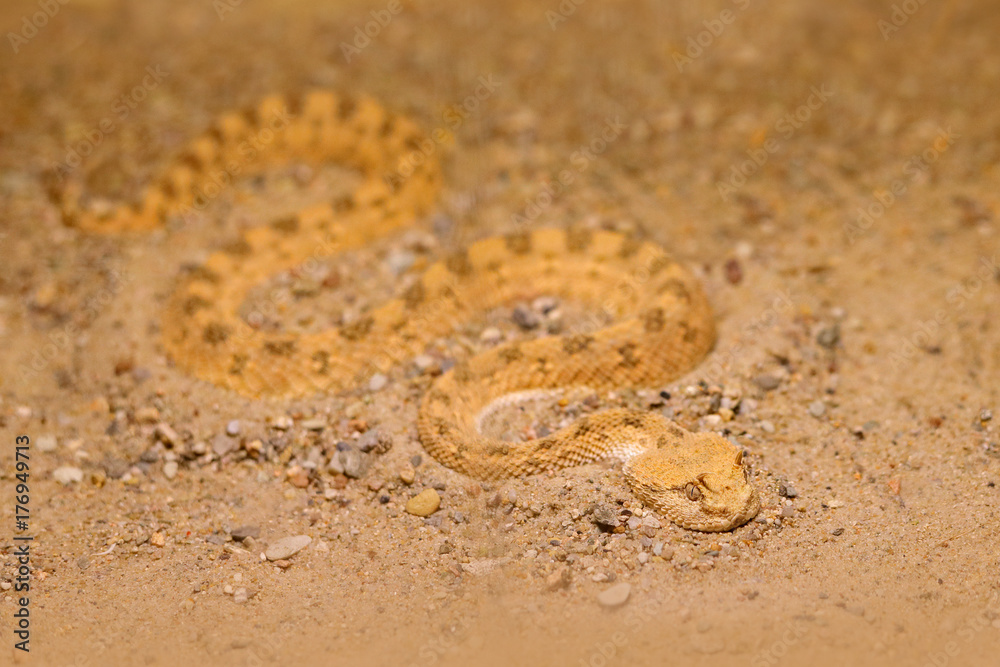 Obraz premium Saharan horned desert viper, Cerastes cerastes, sand, Northern Africa. Supraorbital 