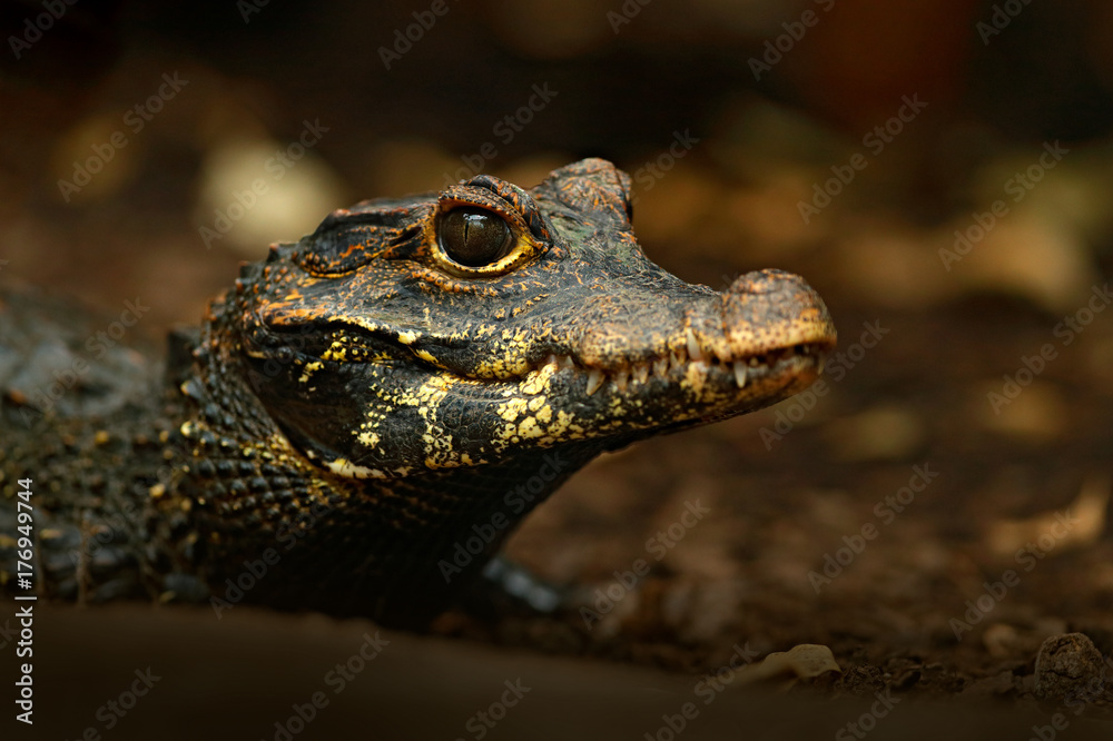 Naklejka premium African dwarf crocodile, broad-snouted bony crocodile, Osteolaemus tetraspis, detail portrait in nature habitat. Lizard with big eye. Wildlife scene from tropic forest in Africa, in river water.