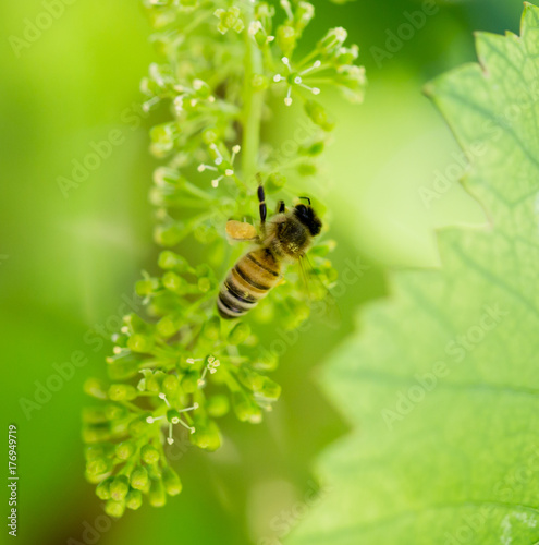 bee on the green grapes © schankz