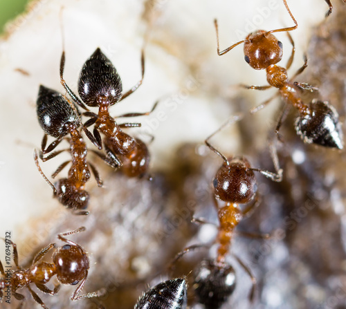small ants in nature. macro © schankz