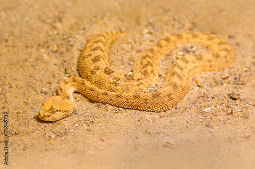 Saharan horned desert viper, Cerastes cerastes, sand, Northern Africa. Supraorbital "horns" on the head. Dangerous animal hidden in the yellow sand, Sahara, Morocco, Africa. Snake in nature habitat.