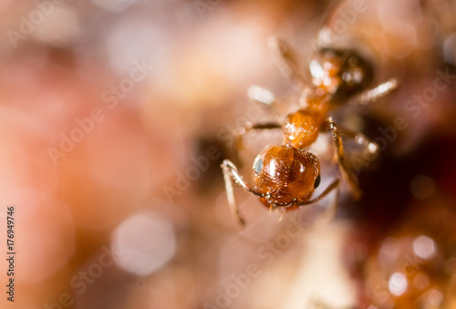 small ants in nature. macro © schankz