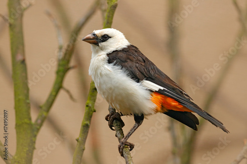 White-headed buffalo weaver or white-faced buffalo-weaver, Dinemellia dinemelli, white and gray bord from Kenya, Africa. Wildlife scene from nature. Weaver sitting on the tree. Animal in forest. photo