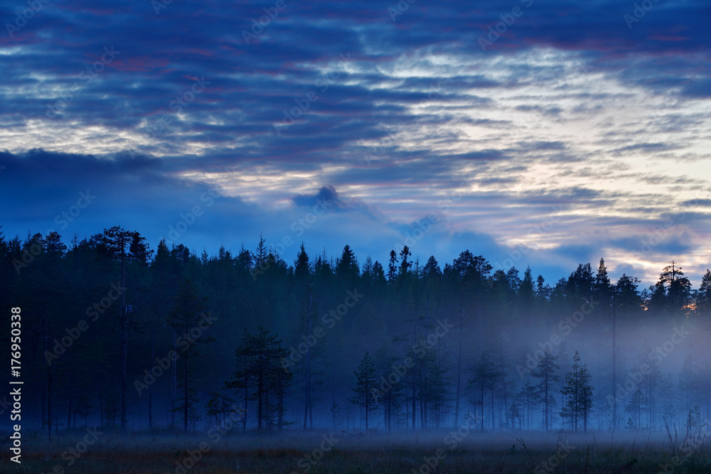 Magic foggy landscape, forest with fog after sunset. Fall landscape with pine. Wildlife nature in Finland. Blue sky with clouds. Twilight in tajga. Landscape with foggy meadow, after rain.