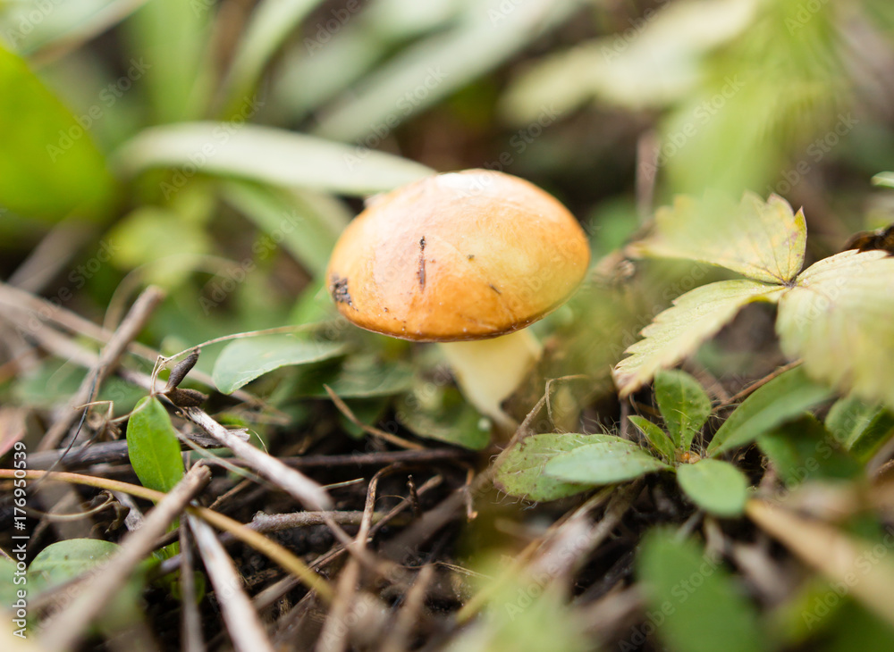 fresh edible mushroom in a forest in the nature fresh edible mushroom in a forest in the nature