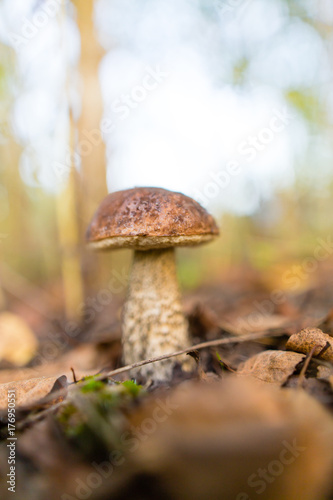 fresh edible mushroom in a forest in the nature © schankz