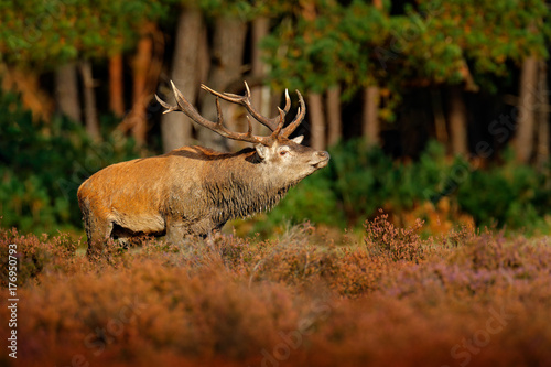 Red deer, rutting season in NP Hoge Veluwe, Netherlands. Deer stag, bellow majestic powerful adult animal outside wood, big animal in forest habitat, Wildlife scene, nature. Animal autumn behaviour.