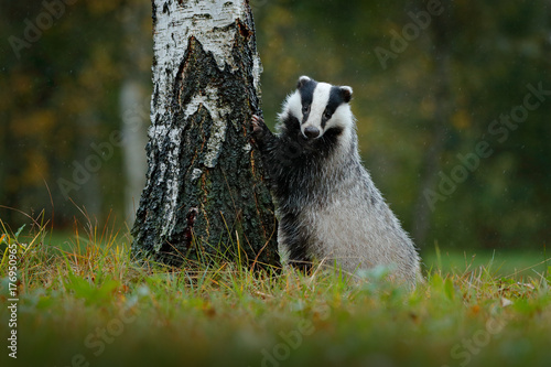 Fotografering Badger in forest, animal nature habitat, Germany
