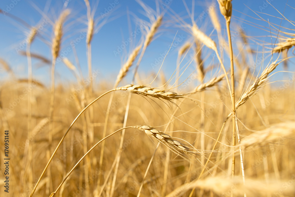 Fototapeta premium Yellow ears of wheat against the blue sky