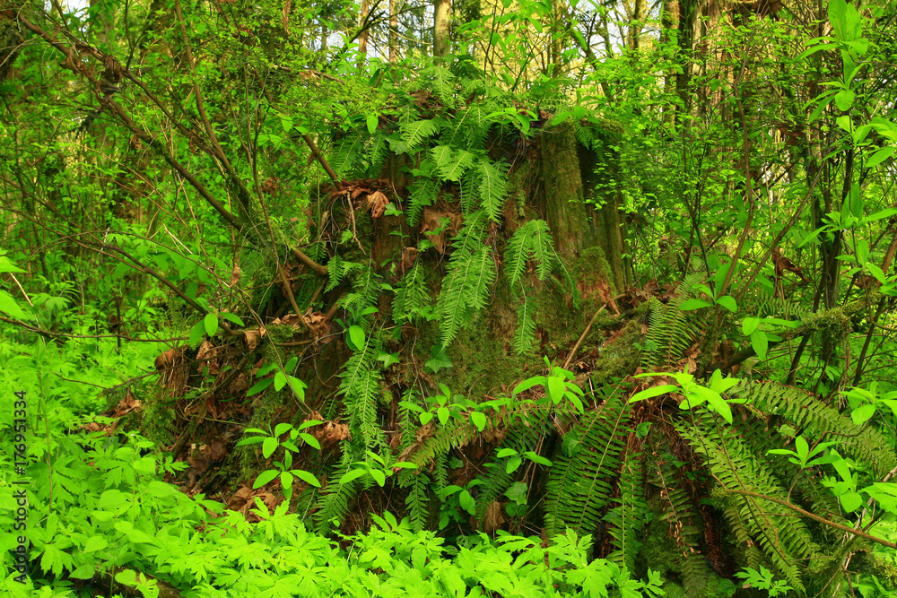 Obraz premium a picture of an Pacific Northwest rainforest with ferns