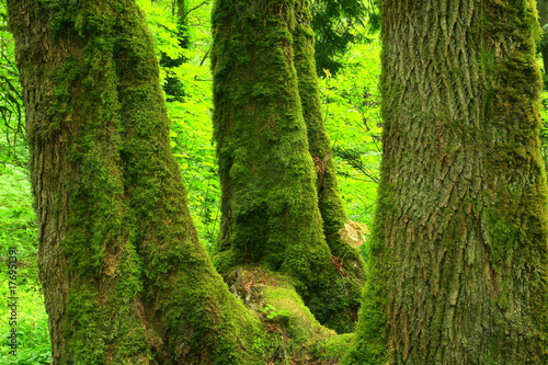 a picture of an Pacific Northwest forest and Big leaf maple trees © Craig  R. Chanowski
