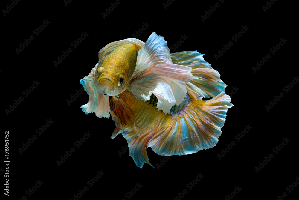 The beauty of betta splendens or siamese fighting fish or big ears betta, motion on black background The beauty of betta splendens or siamese fighting fish or big ears betta, motion on black background