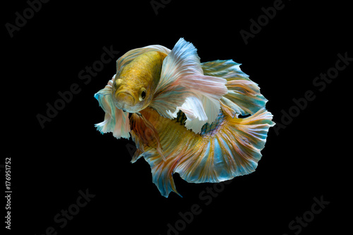 The beauty of betta splendens or siamese fighting fish or big ears  betta, motion on black background © panofoto9