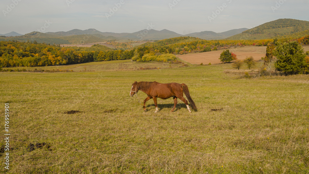 beauty horse standing in middle of meadow autumn 