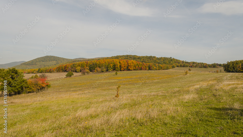 Obraz premium autumn in forest