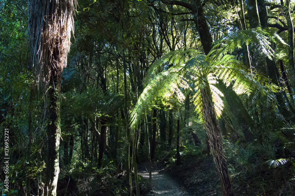 Sunlight through a forest canopy lighting up a fern tree Sunlight through a forest canopy lighting up a fern tree