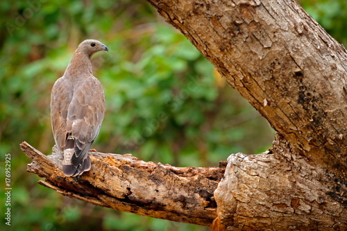 Oriental honey buzzard, Pernis ptilorhynchus, perched on branch in nice morning light against blurred forest in background. Wild eagle photography. Eagle, Ranthambore, India, Asia. Wild nature.
