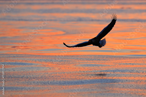 Eagle flying above the sea. Beautiful Steller's sea eagle, Haliaeetus pelagicus, flying bird of prey, with sea water, Hokkaido, Japan. Wildlife action behaviour scene, nature. Morning sun, sunrise.