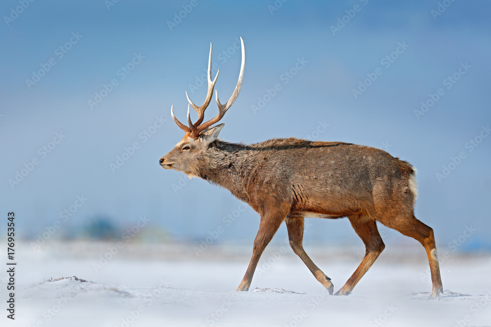 Fototapeta premium Animal with antler in the nature habitat, winter scene, Hokkaido, wildlife nature, Japan. Hokkaido sika deer, Cervus nippon yesoensis, in the snow meadow, winter mountains and forest in the background