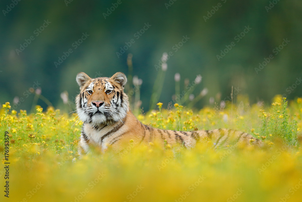 Obraz premium Tiger with yellow flowers. Siberian tiger in beautiful habitat. Amur tiger sitting in the grass. Flowered meadow with danger animal. Wildlife Russia. Summer with tiger. Animal lying in bloom.