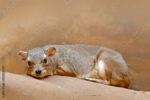  Rock Hyray on stone in rocky mountain. Wildlife scene from nature. Face portrait of hyrax, big ears. Rock Hyrax, Procavia capensis, South Africa. Rare interesting mammal from Africa.