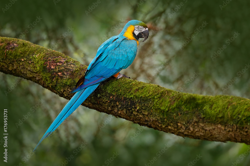 Naklejka premium Blue-and-yellow macaw, Ara ararauna, large South American parrot with blue top parts and yellow under parts. Beautiful bird, in the nature habitat. Wildlife Brazil. Wild blue parrot in the forest.