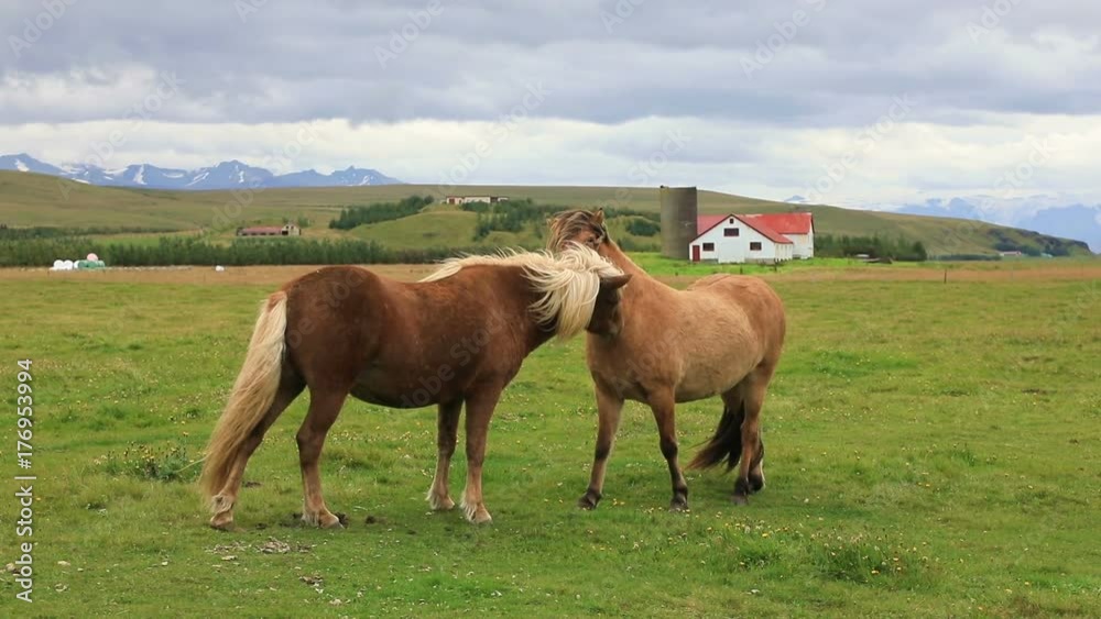 Beautiful Icelandic horse standing on field in nature landscape with mountains, Iceland
Beautiful Icelandic horse standing on field in nature landscape with mountains, Iceland
