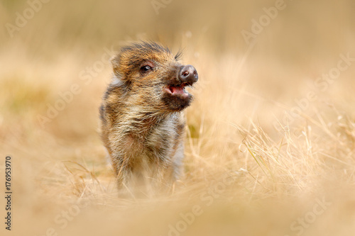 Cute animal in forest. Portrait of wild pig, grass meadow. Young Wild boar, Sus scrofa, running in the grass meadow, red autumn forest in background, animal in the grass habitat, France, wildlife.