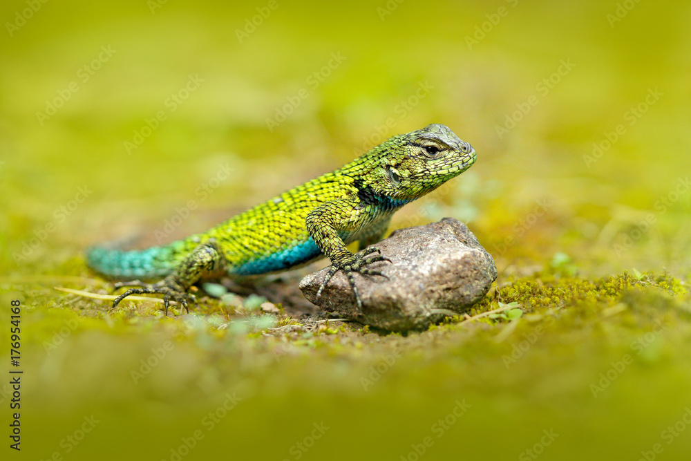 Naklejka premium Emerald Swift Caresheet, Sceloporus malachiticus, w środowisku naturalnym. Piękny portret rzadkiej jaszczurki z Kostaryki. Bazyliszek w zielonym lesie w pobliżu rzeki. Zwierzęca, tropikalna część Ameryki.