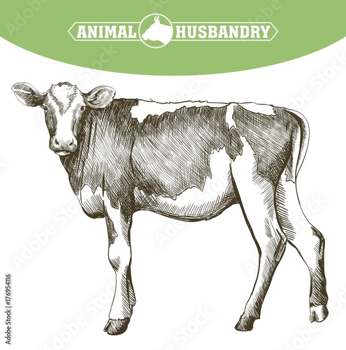 breeding cow. animal husbandry. livestock