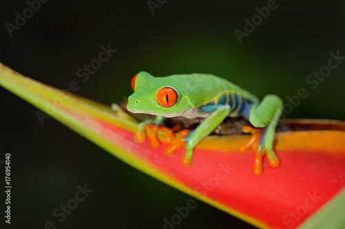 Red-eyed Tree Frog, Agalychnis callidryas, animal with big red eyes, in the nature habitat, Panama. Frog from Nicaragua. Beautiful frog in forest, exotic animal from central America, red flower.