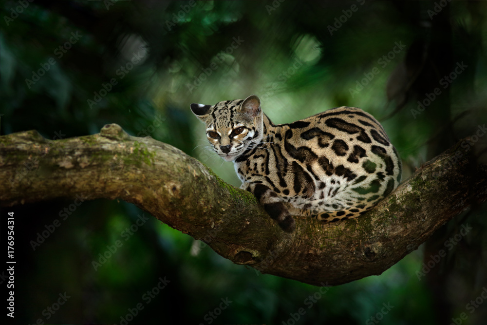 Naklejka premium Margay, Leopardis wiedii, piękny kot siedzący na gałęzi w tropikalnym lesie, Ameryka Środkowa. Scena dzikiej przyrody z tropikalnej przyrody. Podróżowanie po Kostaryce. Dziki kot, ocelot z Kostaryki.