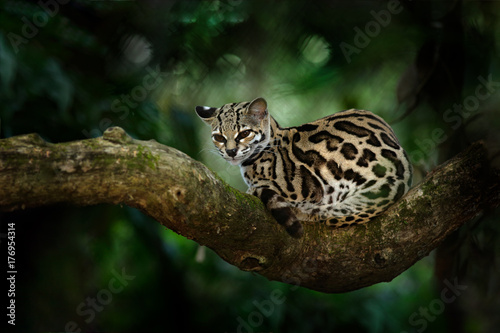 Margay, Leopardis wiedii, beautiful cat sitting on the branch in the tropical forest, Central America. Wildlife scene from tropic nature. Travelling in Costa Rica. Wild cat, ocelot from Costa Rica.